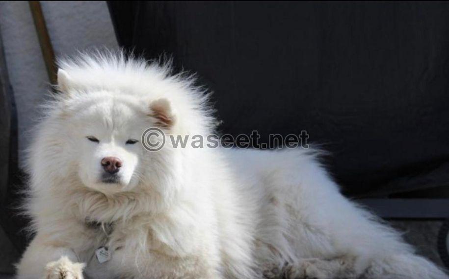 Samoyed dog for sale 2
