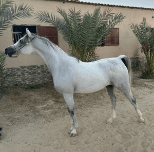 Arabian horse registered for sale 