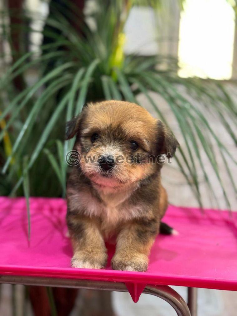 Maltese puppies for sale 0