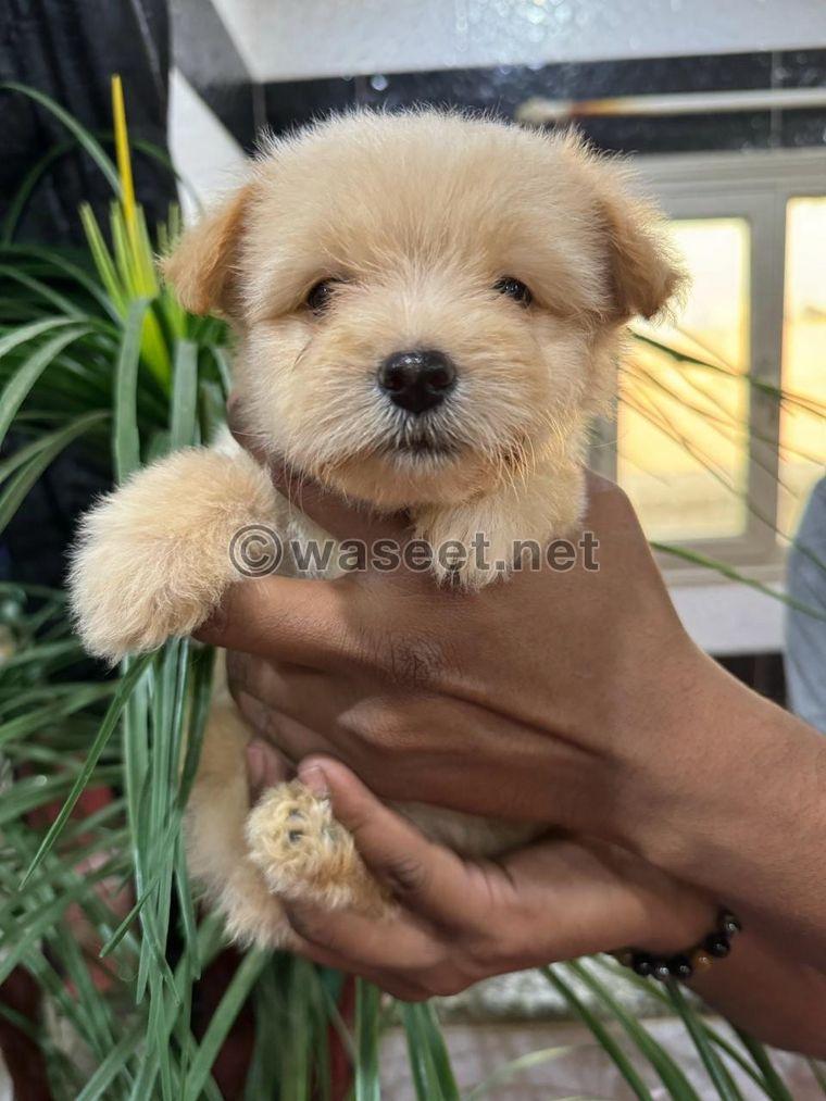 Maltese puppies for sale 1