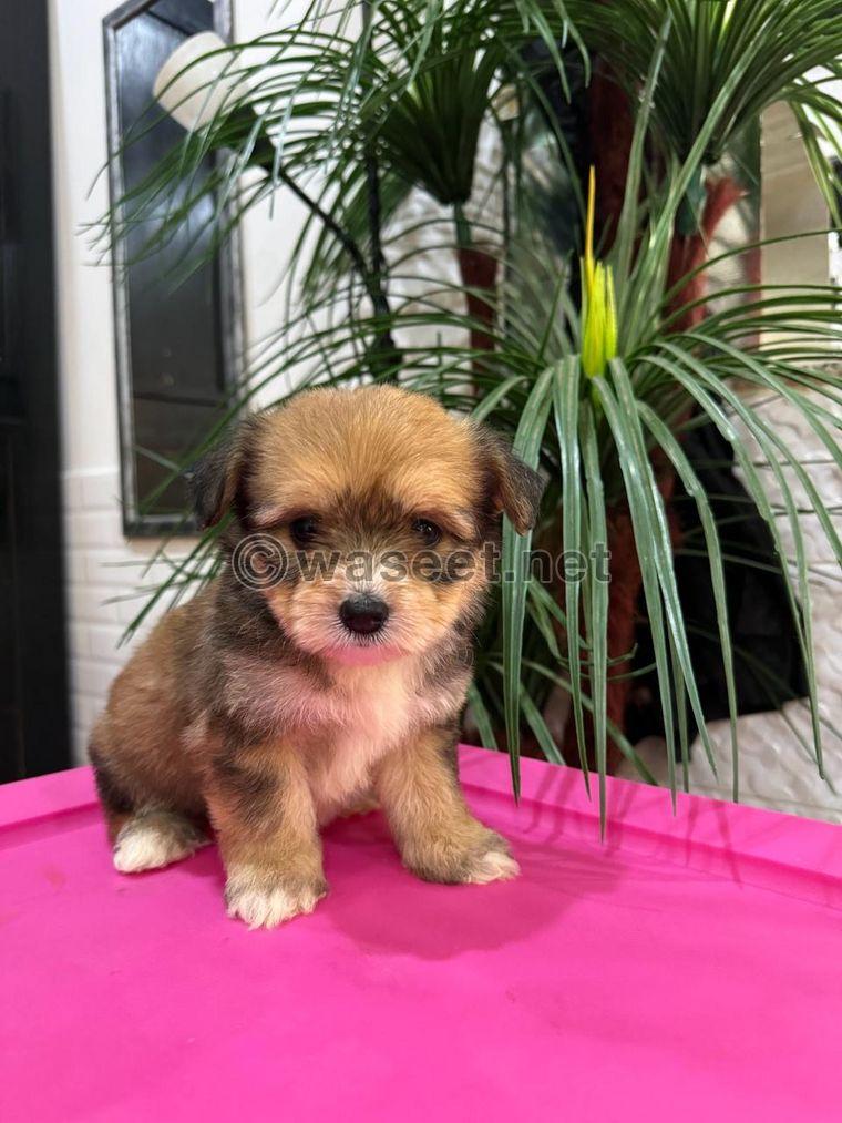 Maltese puppies for sale 2