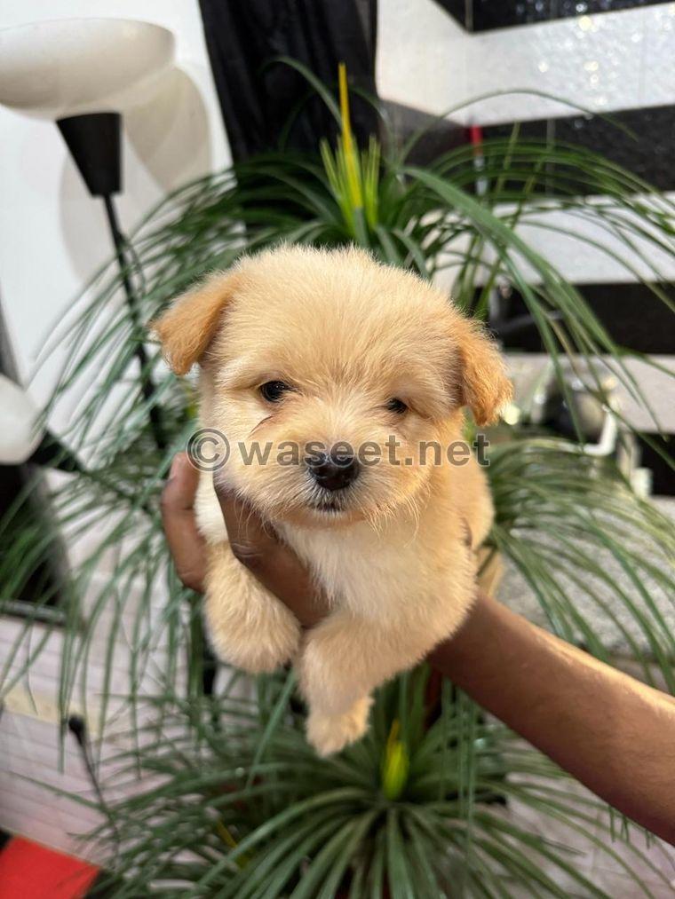 Maltese puppies for sale 3