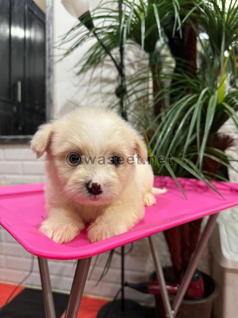 Maltese puppies for sale 4
