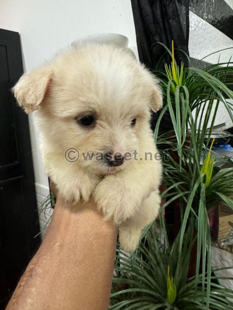 Maltese puppies for sale 5