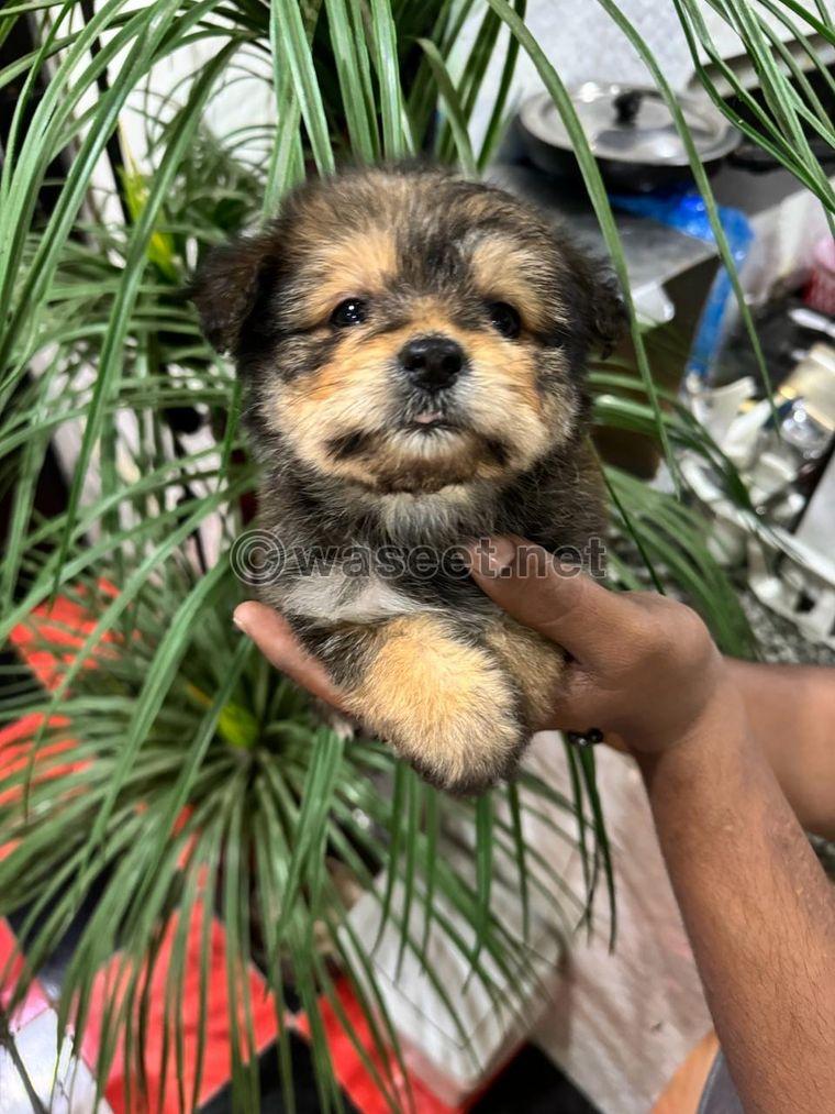 Maltese puppies for sale 6