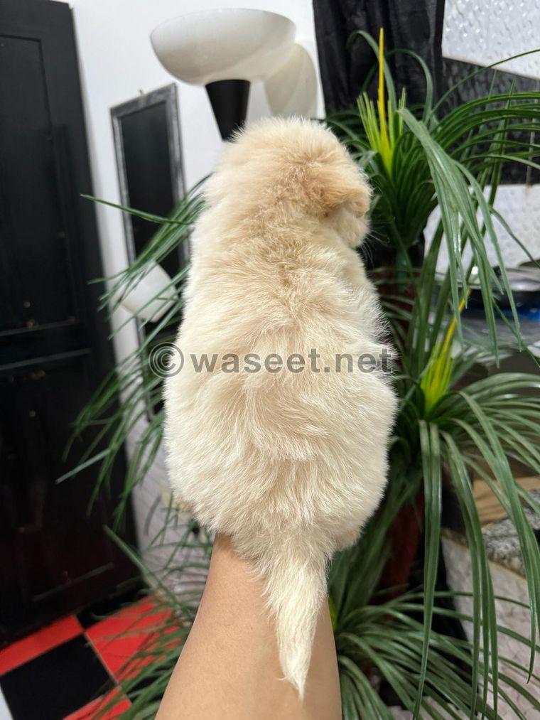 Maltese puppies for sale 8
