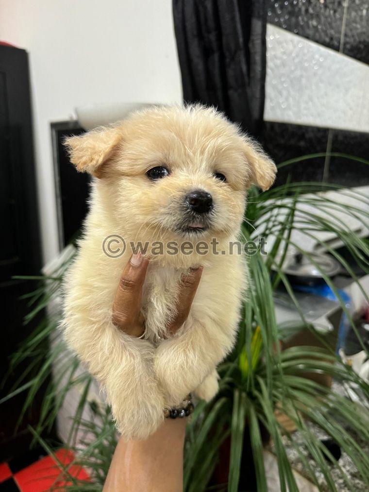 Maltese puppies for sale 9