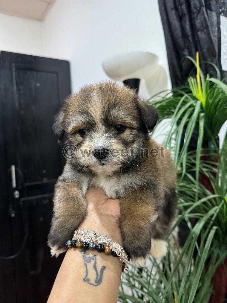 Maltese puppies for sale 11