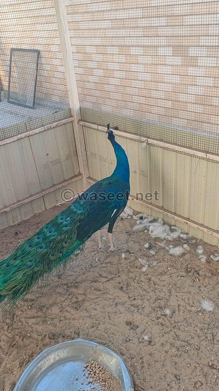 For sale, a male blue peacock in excellent condition  0