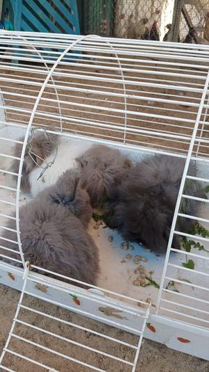 American type rabbits for sale