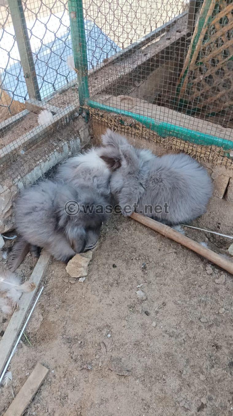 American type rabbits for sale 1