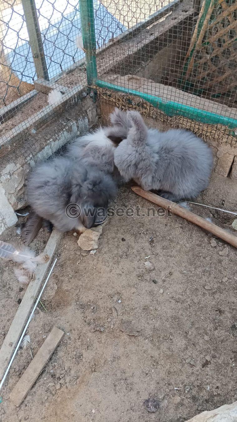 American type rabbits for sale 2