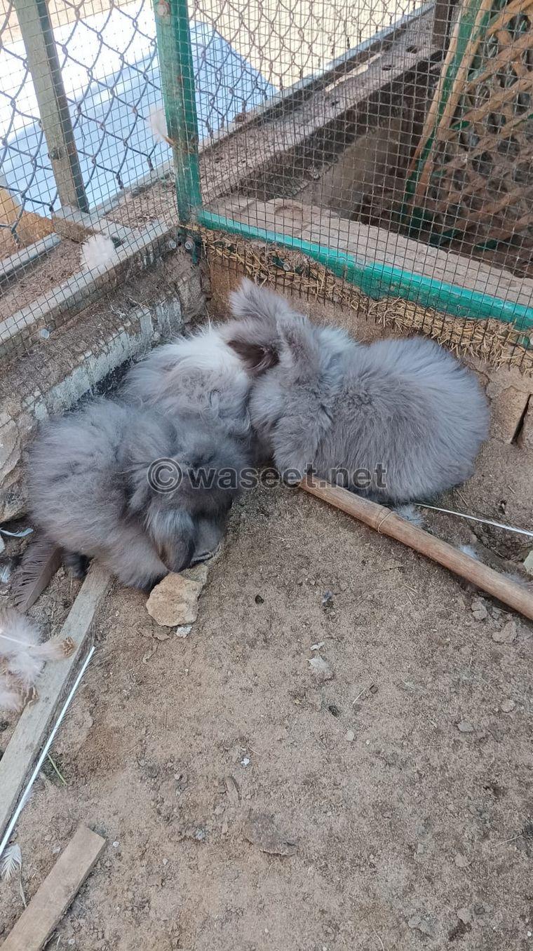 American type rabbits for sale 3
