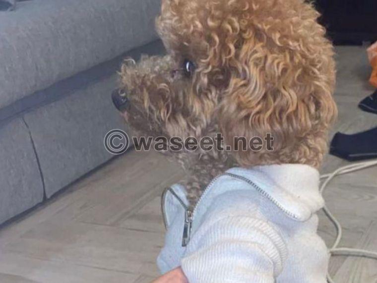 A one-year-old female poodle 0