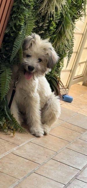 Maltese dog for sale