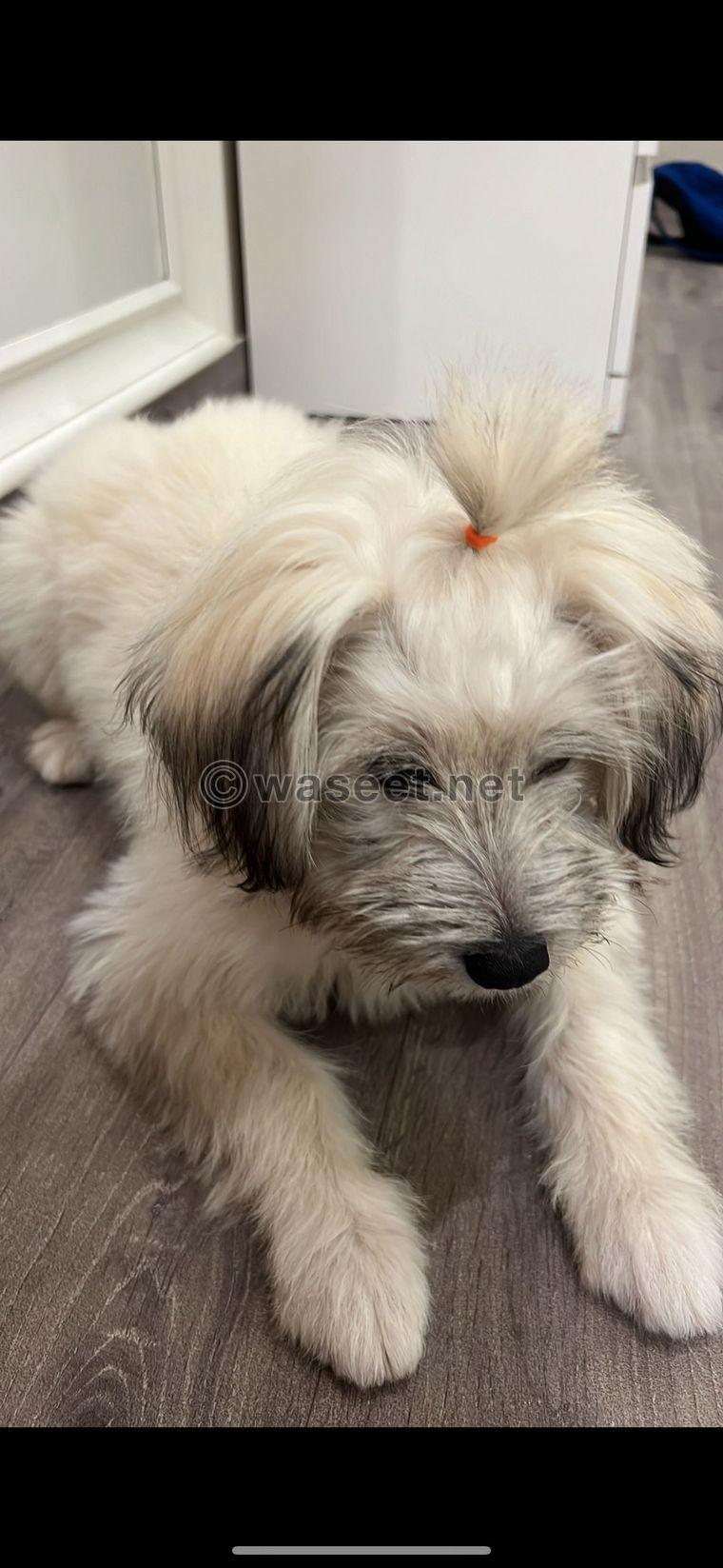 Maltese dog for sale 2