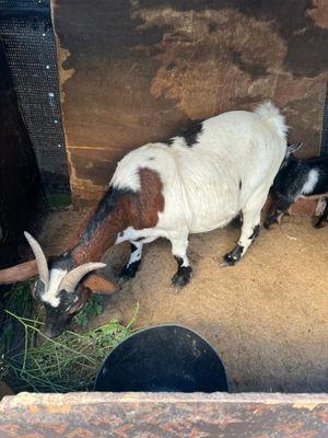 For sale, two pregnant jicky goats
