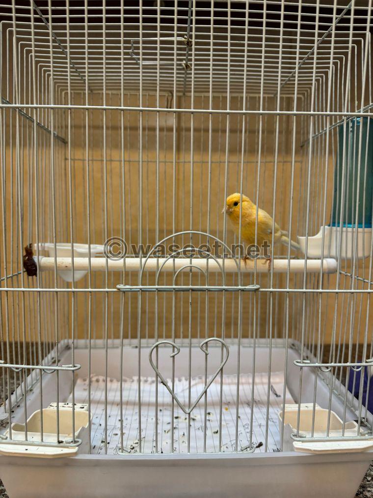 Canary and Jasmine for sale  0