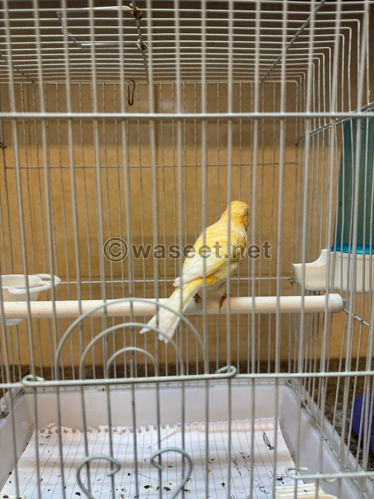 Canary and Jasmine for sale  1