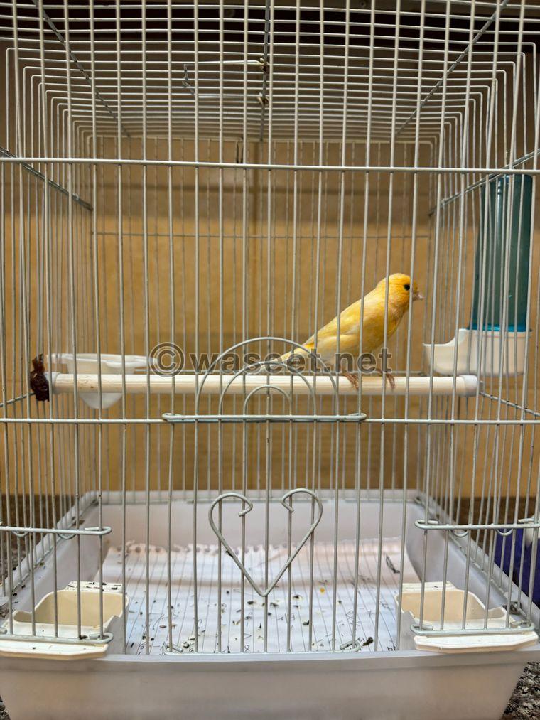 Canary and Jasmine for sale  2