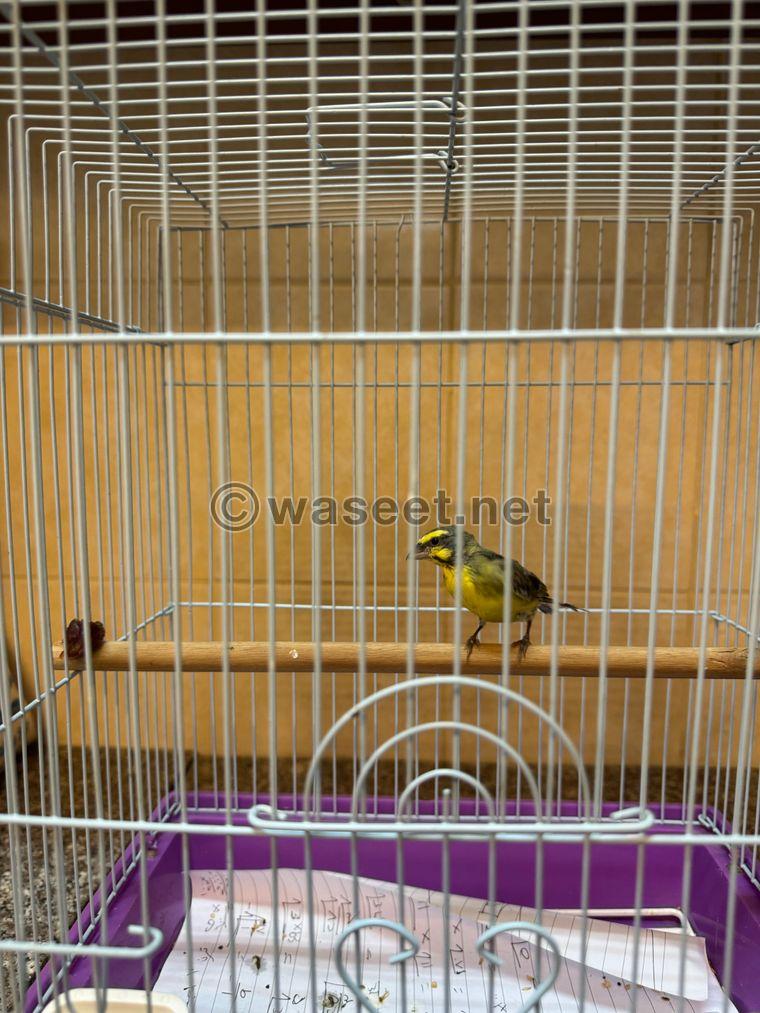 Canary and Jasmine for sale  3