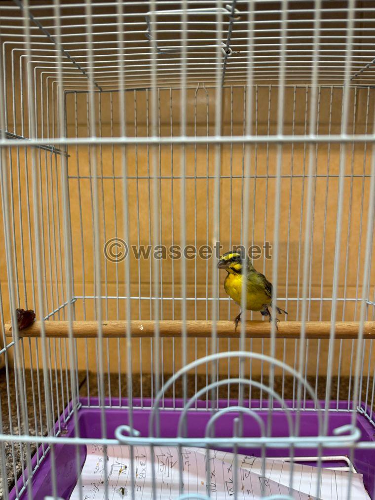 Canary and Jasmine for sale  4