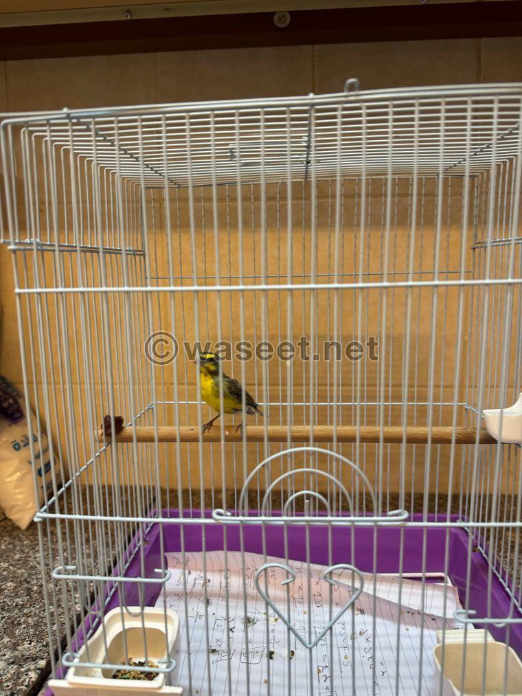 Canary and Jasmine for sale  5