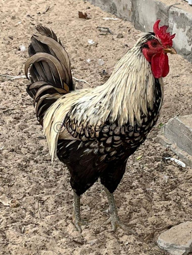 Arabian rooster 0