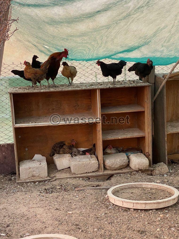 للبيع دجاج عربي 2
