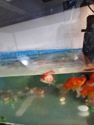 Six goldfish with a fish tank for sale